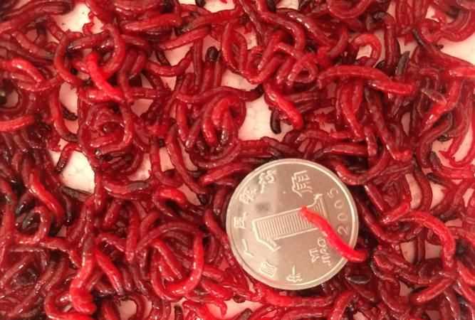 紅蟲怎么放能保存時(shí)間長(zhǎng)些