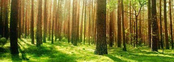 保護(hù)森林的重要性,森林對人類生存和發(fā)展的重要性圖3