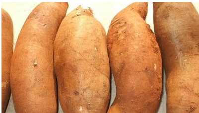 雪蓮果的保存方法，到底怎么樣保存最好呢