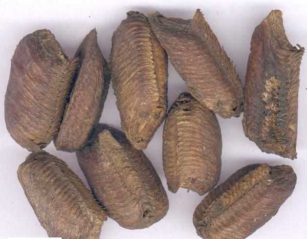 桑螵蛸是什么，螳螂的螵蛸是什么樣的？圖1