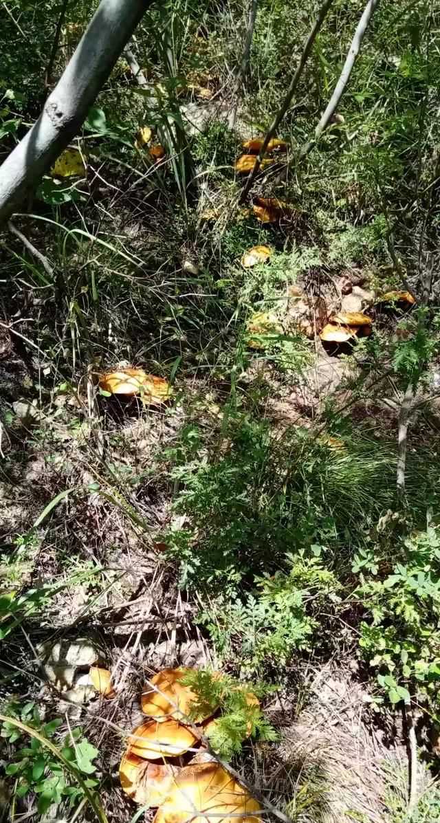 松茸生長在什么地方，北松茸生長在什么地方？圖9