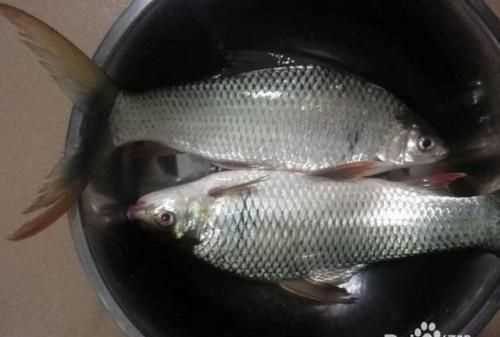 赤尾青怎么保存