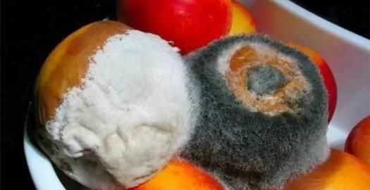 霉是一種微生物是對還是錯