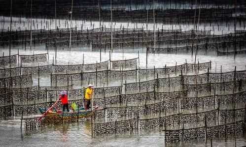 花蛤放清水里能活多久，文蛤離開水能活多久？圖4