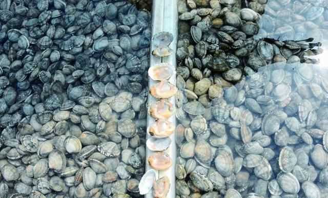 花蛤放清水里能活多久，文蛤離開水能活多久？圖5