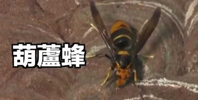 被蜜蜂蟄了找不到蜂針也沒有傷口