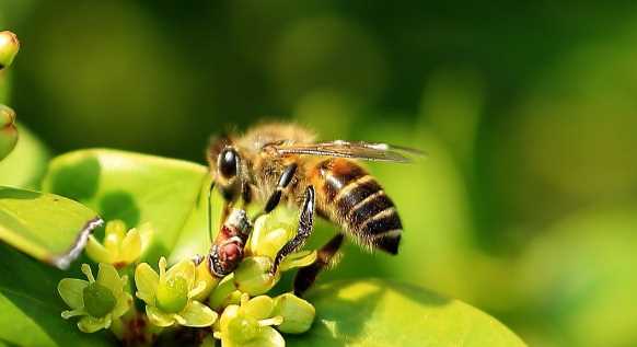 怎么判斷蜂針在不在,怎么判斷蜂針在不在圖3
