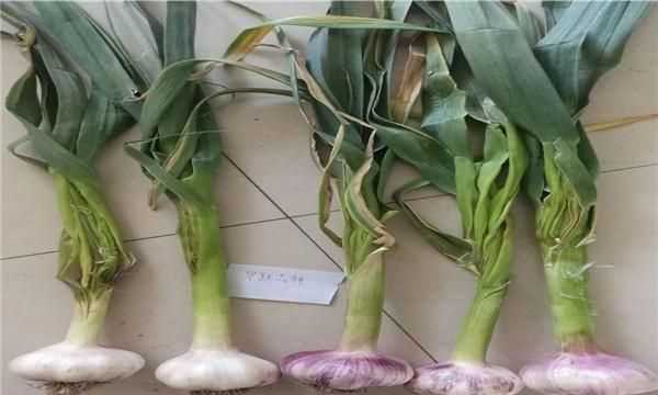 新蒜曬干就是老蒜嗎