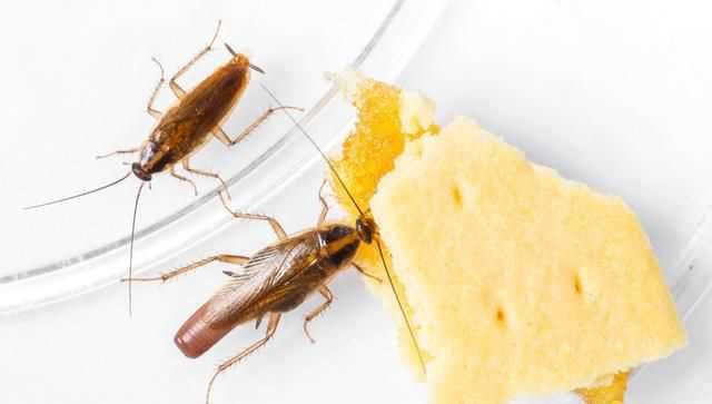 廚房的蟑螂怎么徹底消滅