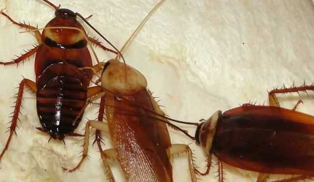 廚房有蟑螂怎么滅絕