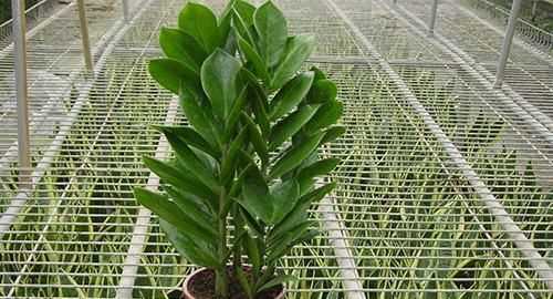 黃梅天怎么拖地才不潮,有什么辦法能讓地板在梅雨季節(jié)保持干燥呢圖5