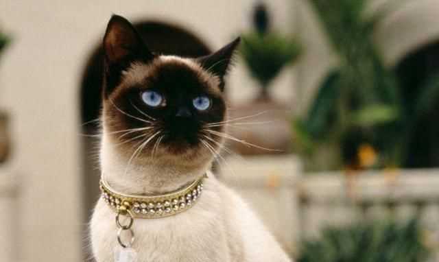 暹羅國是現在的哪里