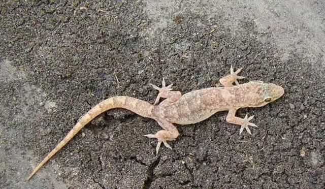 為什么壁虎的尾巴斷掉還能長出來呢