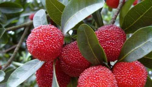 楊梅不泡鹽水能吃,楊梅要用鹽水泡嗎圖1