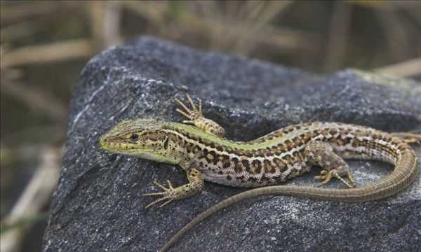 壁虎尾巴斷了為什么能再生,為什么壁虎的尾巴斷掉還能長出來呢圖3