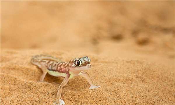 壁虎尾巴斷了為什么能再生,為什么壁虎的尾巴斷掉還能長出來呢圖4