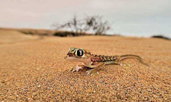 壁虎尾巴斷了為什么能再生,為什么壁虎的尾巴斷掉還能長出來呢圖6