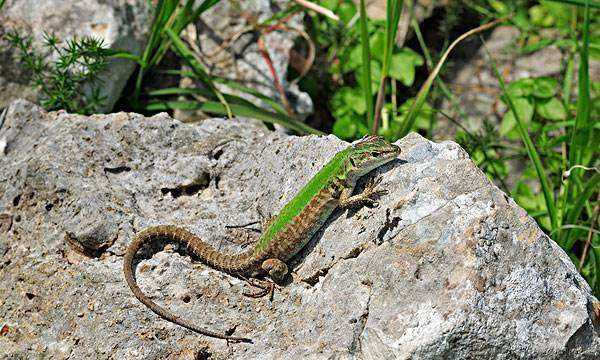 壁虎尾巴斷了為什么能再生,為什么壁虎的尾巴斷掉還能長出來呢圖7