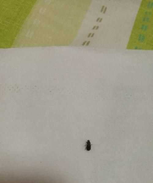床墊下面有黑色蠕動(dòng)的小蟲子怎么辦