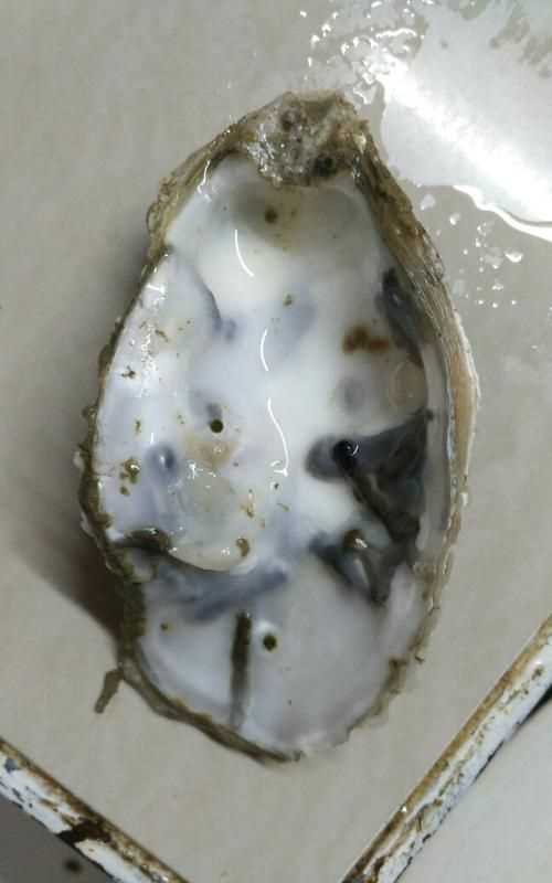 生蠔有內(nèi)臟嗎,需要清理嗎