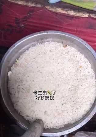 大米生蟲子還能吃嗎