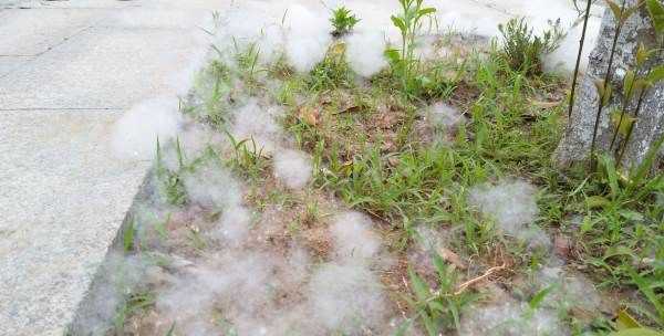 楊絮怎么處理,楊樹上飛舞的楊絮是什么圖1