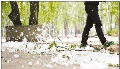 楊絮怎么處理,楊樹上飛舞的楊絮是什么圖2