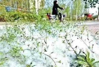 楊絮怎么處理,楊樹上飛舞的楊絮是什么圖3