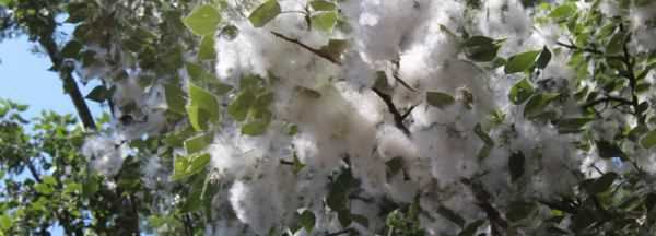 楊絮怎么處理,楊樹上飛舞的楊絮是什么圖7