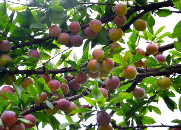 路邊的李子可以吃,路邊的紅李子能吃嗎圖1