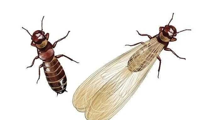 這種是什么蟲子總在客廳陽臺出現(xiàn)會(huì)跳?