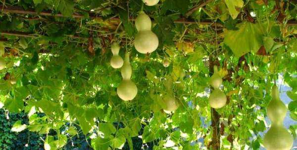 葫蘆代表什么寓意,葫蘆的寓意和象征圖7