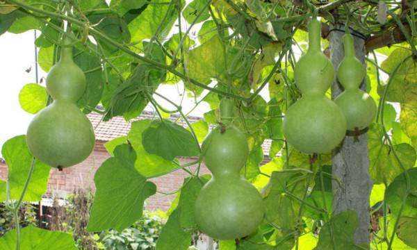 葫蘆代表什么寓意,葫蘆的寓意和象征圖8