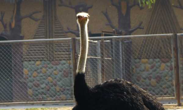 觸電埋沙堆有什么用,人觸電后用沙子埋吸走電這科學(xué)圖2