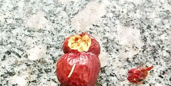 干棗里面的蟲子是怎么生成的