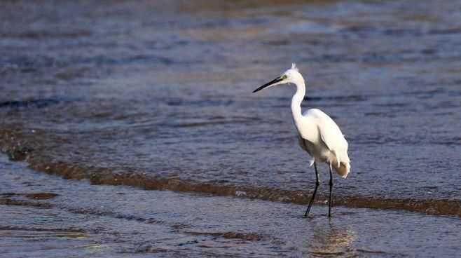 白鷺的絨毛長什么樣