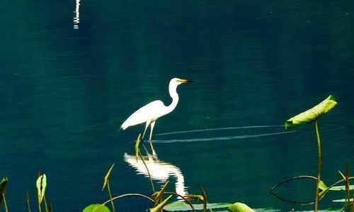 課文白鷺第五自然段突出表現(xiàn)了白鷺的什么