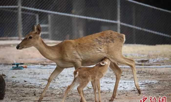 鹿是國家保護(hù)動(dòng)物嗎?