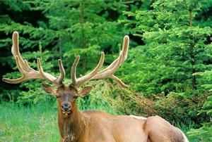 梅花鹿是國家保護(hù)動(dòng)物可以養(yǎng)嗎