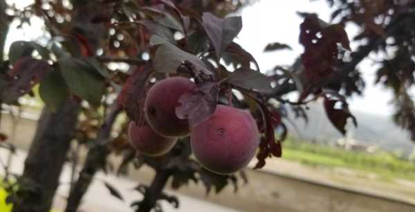 紫葉李子能吃,紫葉李的果子能吃么圖3