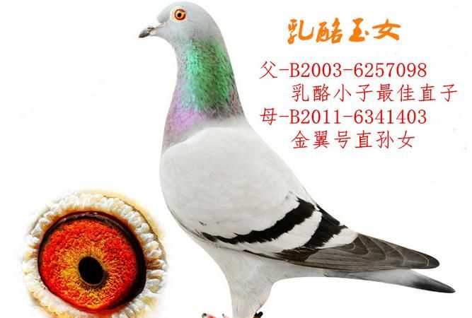 奶酪信鴿的最大特點(diǎn)