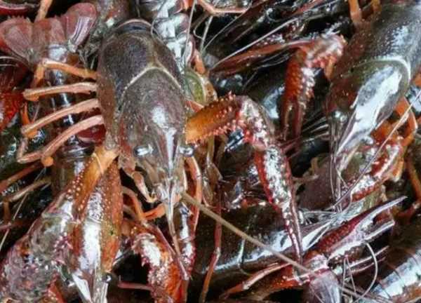 小龍蝦死后多久不能吃,波士頓龍蝦死了多久不能吃了圖3