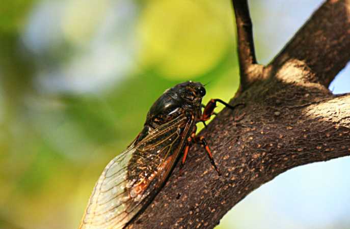 《昆蟲記》蟬外表，特征，生活習(xí)性