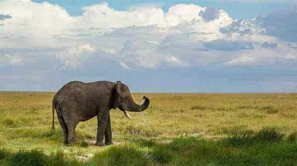 會(huì)游泳的動(dòng)物有哪些,會(huì)游泳的動(dòng)物有哪些?圖13