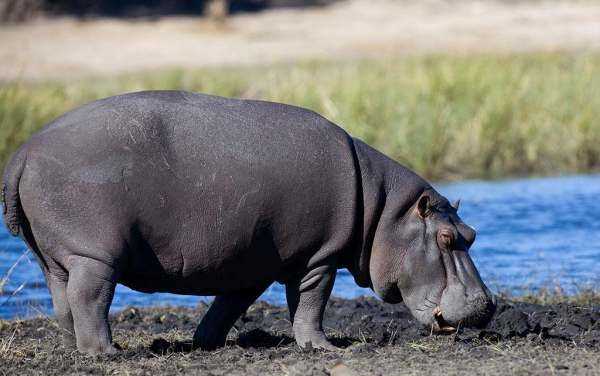 會(huì)游泳的動(dòng)物有哪些,會(huì)游泳的動(dòng)物有哪些?圖14