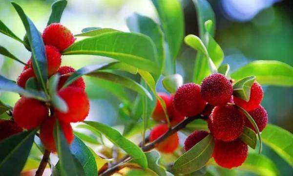 楊梅的正確洗法,楊梅怎么清洗才能洗得干凈泡酒圖6