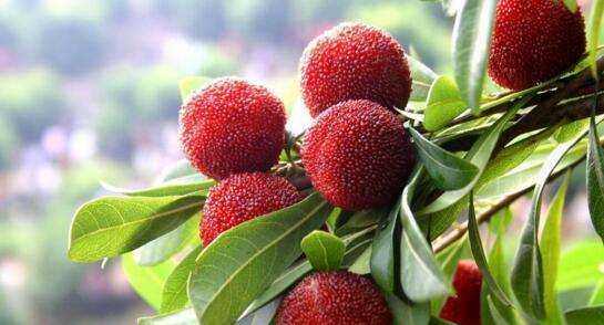 楊梅的正確洗法,楊梅怎么清洗才能洗得干凈泡酒圖11