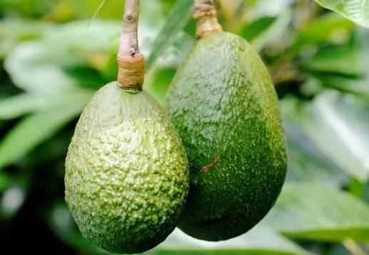 世界上脂肪最多的水果是什么,哪種水果的脂肪合量比瘦肉還要高