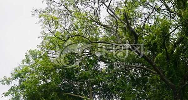 樹梢在樹的什么位置