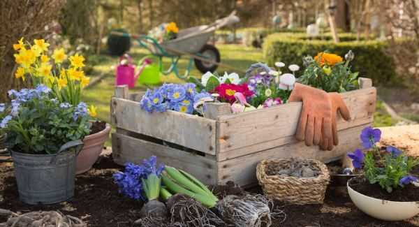 香泡可以吃,香泡樹果實能吃嗎圖2